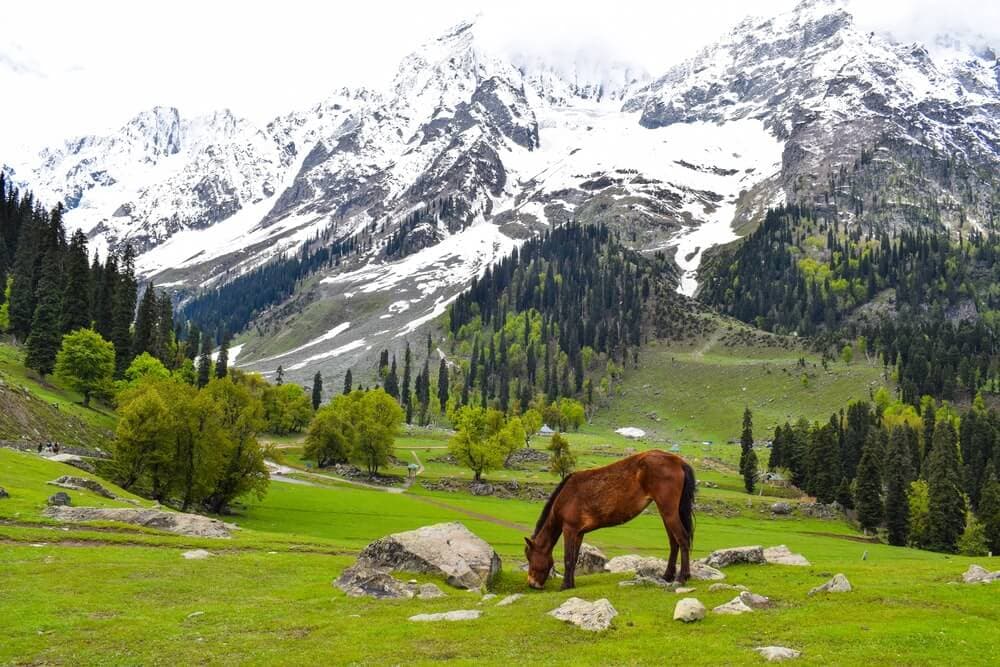 7 Days – Gilgit, Hunza, Naltar & Khunjerab Group Explorer